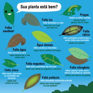 planta saudavel