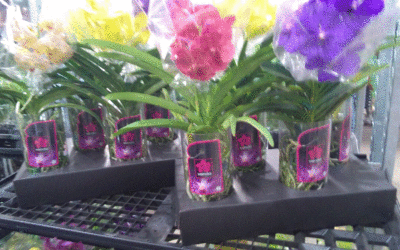 Como de desenvolvem novas variedades em orquideas