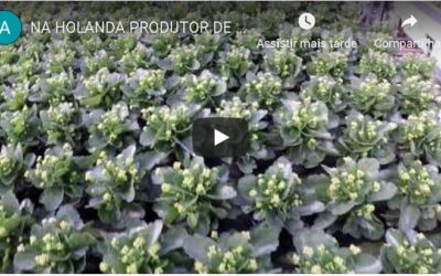 NA HOLANDA, PRODUTOR USA TCHAIKOVISK NA PRODUCAO DE KALANCHOE (e isso pode se tornar um link para o produtor relaxar do stress…)