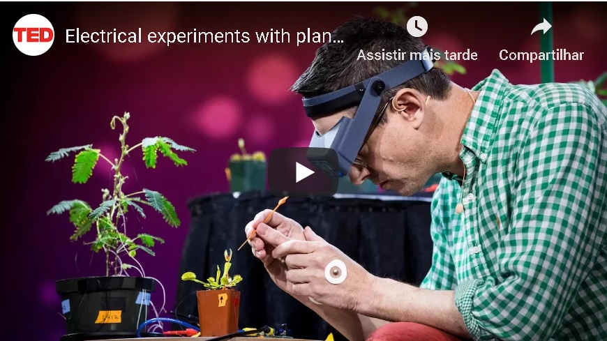 EXPERIENCIA COM ELETRICIDADE EM PLANTAS – BEM INTERESSANTE!