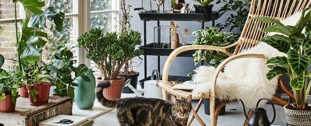 Tendência 'urban jungle' continua em alta; saiba como decorar a casa sem  gastar muito - Suas contas - Extra Online