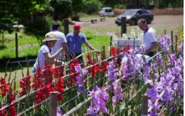 PROJETO FLORES PARA TODOS, NO RS, USA A PRODUCAO PARA INCLUSAO  DA AGRICULTURA FAMILIAR