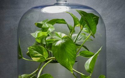 FERROU! Estudo mostra que plantas nao purificam o ar das casas…