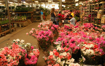1994 – 30 anos do mercado de flores em 30 semanas