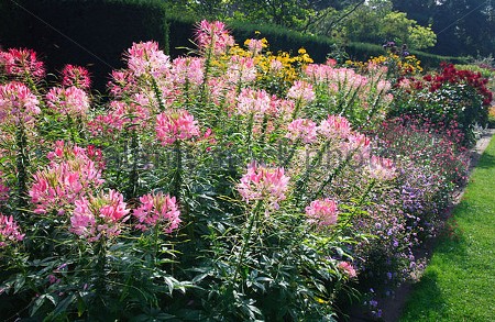 E QUE TAL “FLORES” CONTRA DENGUE?