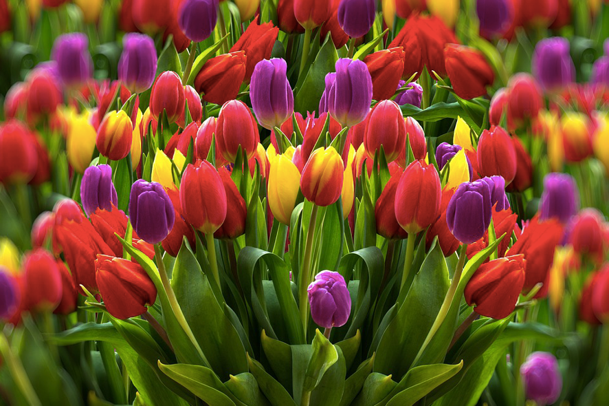 Dia Nacional da Tulipa em Amsterdã: flores grátis, felicidade grátis