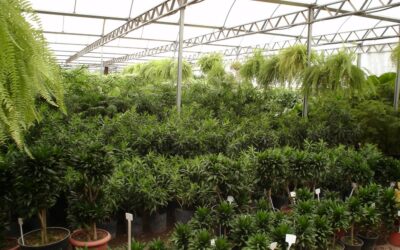 ERRO DE VISAO DE PROFUNDIDADE EM GARDENS