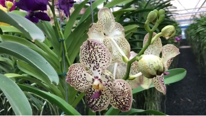 PRODUCAO DE ORQUIDEA WANDA SEM TERRA EM HOLAMBRA