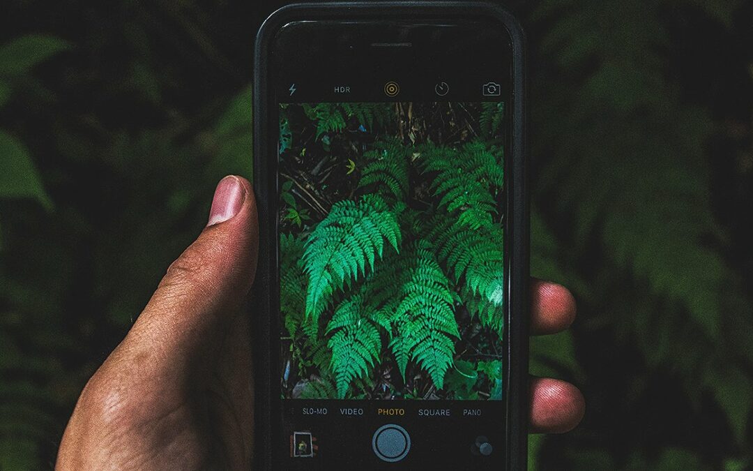 Aplicativos para os amantes de plantas