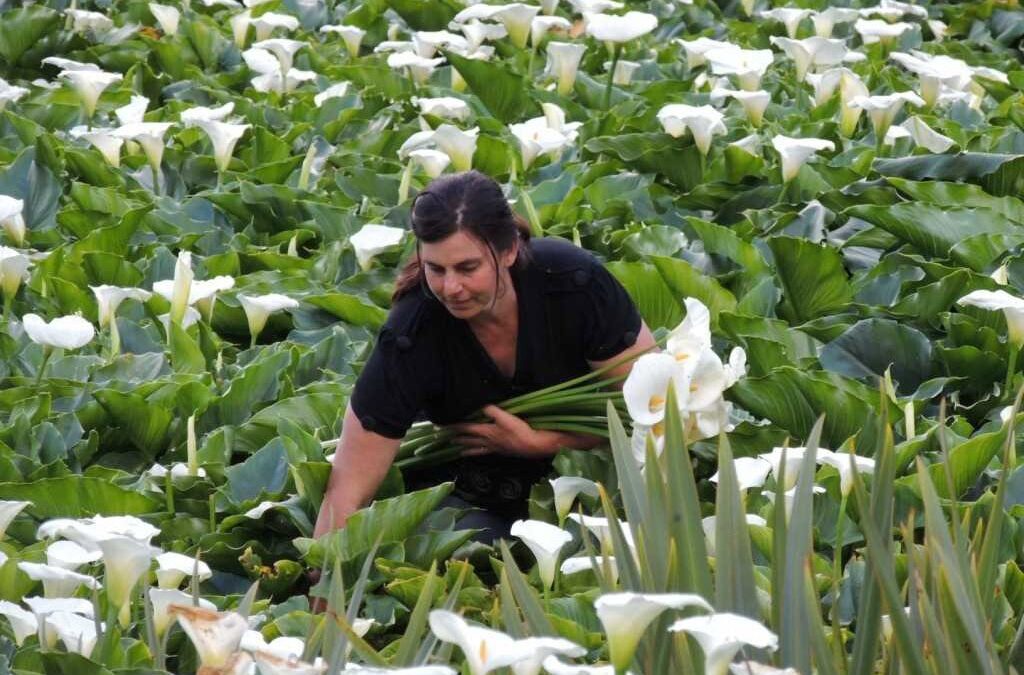 Região do Caparaó pode ganhar polo de floricultura para gerar emprego
