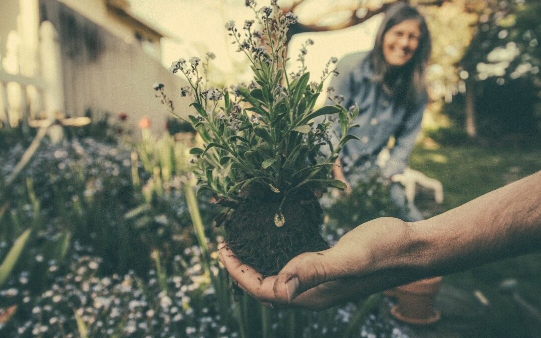 HOME GARDENING SERA O FUTURO DO MERCADO DE FLORES