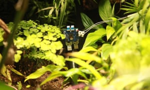 PETE – A PRIMEIRA PLANTA A TIRAR SELFIE NO MUNDO!