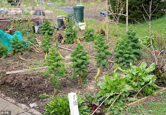 Segundo Sue, a jardinagem era uma atividade fundamental para pacientes em asilos vitorianos e pode ser usada como terapia para soldados que sofrem de transtorno de estresse pós-traumático