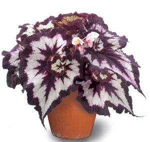 AS BEGONIAS SAO UMA OPORTUNIDADE DE PRODUTOS NO NOVO NORMAL
