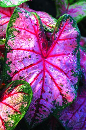 OPORTUNIDADES DE PRODUTOS PARA O NOVO NORMAL – CALADIUM