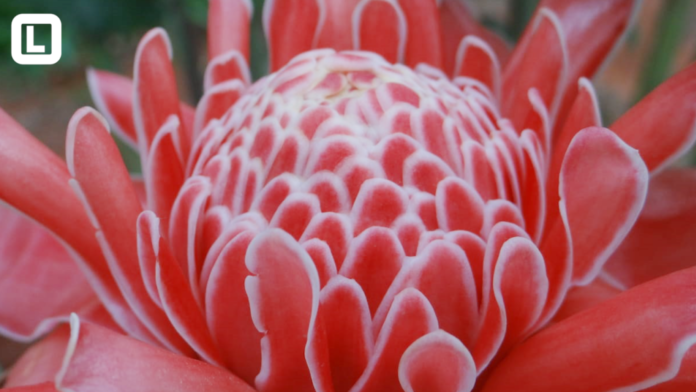 PRODUÇÃO DE FLORES TROPICAIS