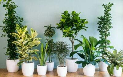 7 plantas que afastam a negatividade da casa