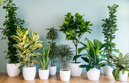 7 plantas que afastam a negatividade da casa