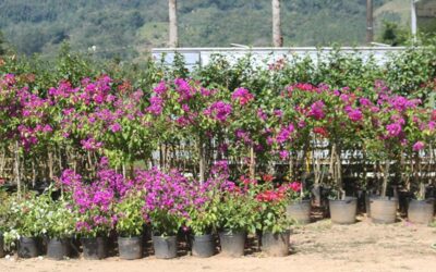 UMA FOTOGRAFIA DA PRODUÇÃO DE PLANTAS EM CORUPA/SC