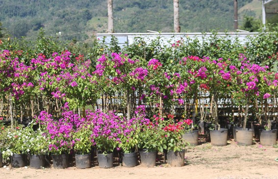 UMA FOTOGRAFIA DA PRODUÇÃO DE PLANTAS EM CORUPA/SC