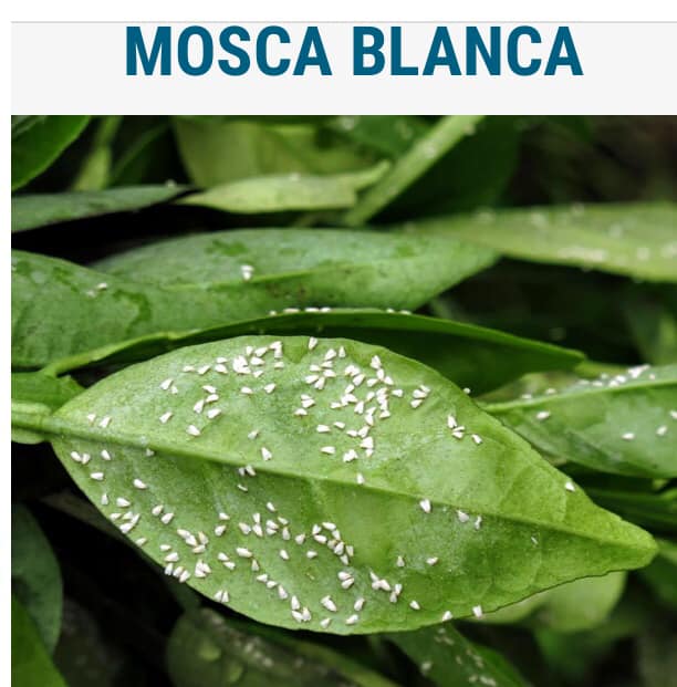 PRINCIPAIS PRAGAS EM PLANTAS