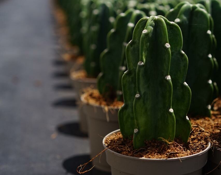 Ceará exporta para a Europa cactos sem espinhos produzidos em Paracuru