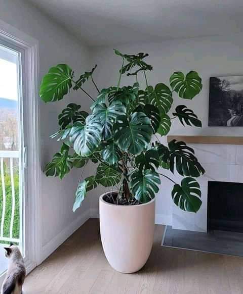 A PODEROSA MONSTERA – A NOVA QUERIDINHA DO MERCADO!