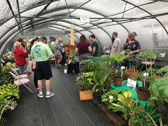 O BOOM MUNDIAL DA JARDINAGEM E O DESABASTECIMENTO DO MERCADO DE PLANTAS