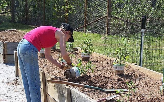 Por que a jardinagem faz bem para a sua saúde