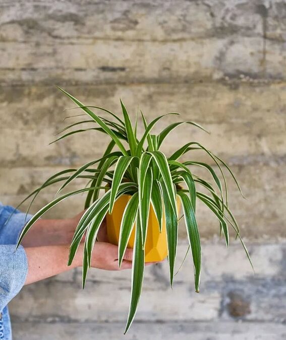 PLANTAS PARA CANTOS ESCUROS DA CASA – PARTE 2 – EDUQUE SEUS CLIENTES!