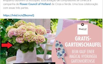 EXEMPLO DE CAMPANHA DE ATIVAÇÃO PARA FLORES