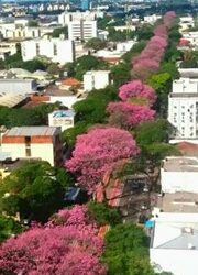 Oito gargalos para o mercado de flores em Maringa