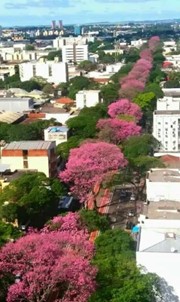 Oito gargalos para o mercado de flores em Maringa