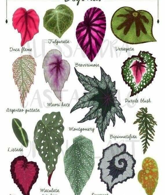 A FAMILIA BEGONIA