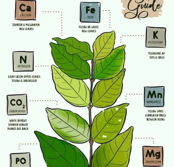 SINTOMAS DE PROBLEMAS DE NUTRIENTES EM PLANTAS