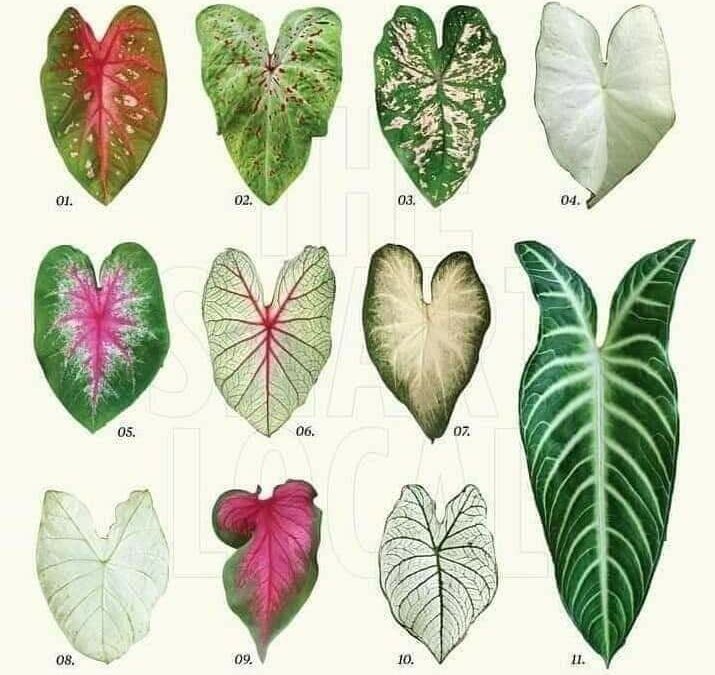 FAMILIA CALADIUM