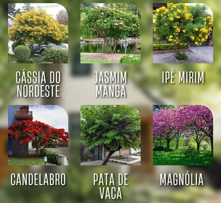 ARVORES PARA CALCADA