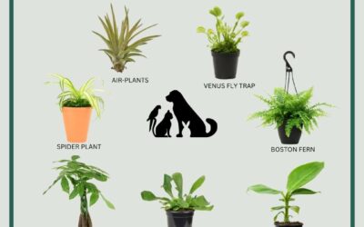 PLANTAS AMIGAS DE PETS