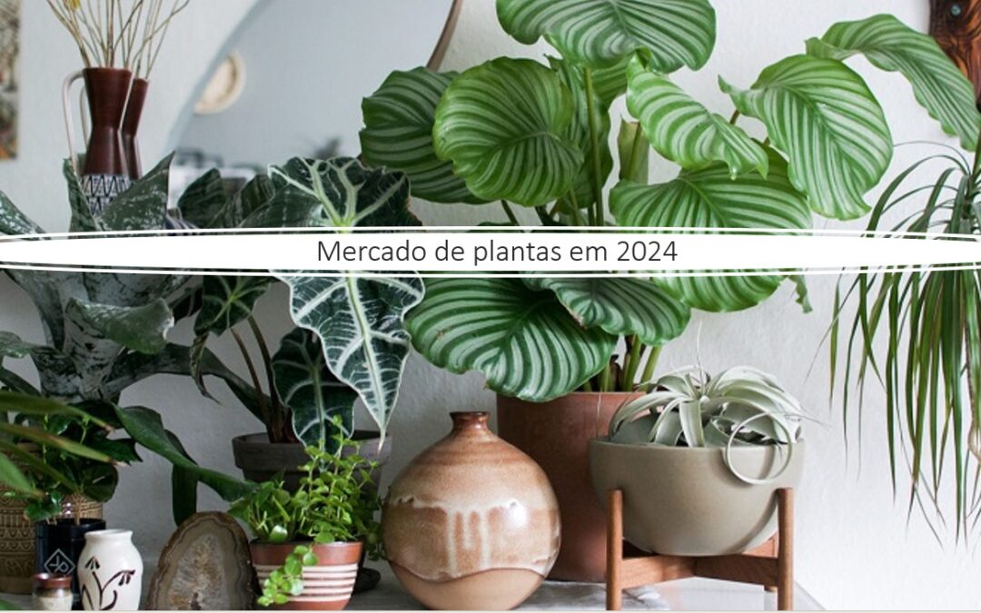 Recorte da live sobre cenario de mercado para plantas em 2024