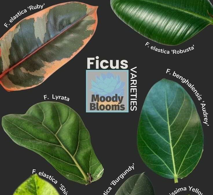 FAMILIA FICUS