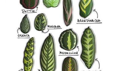 A FAMILIA DAS CALATHEAS