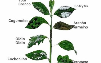 DOENCAS DE PLANTAS