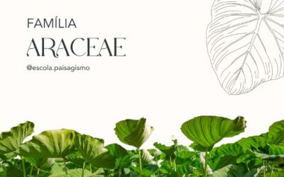 FAMILIA ARACEAE