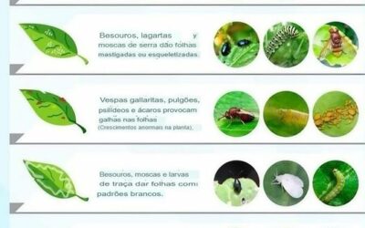 SOBRE PRAGAS NAS PLANTAS