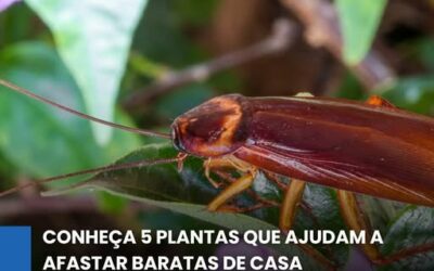 PLANTAS QUE ESPANTAM BARATAS
