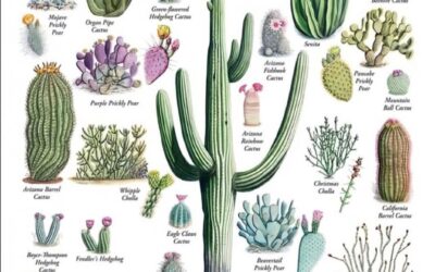 FAMILIA CACTUS