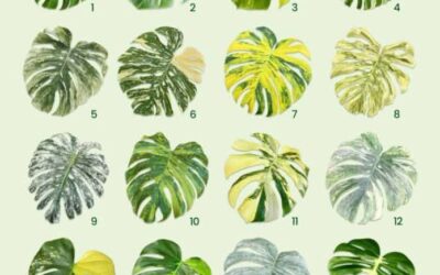 FAMILIA MONSTERA