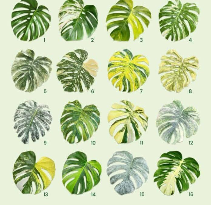 FAMILIA MONSTERA