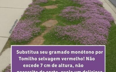 OLHA ESSA IDEIA