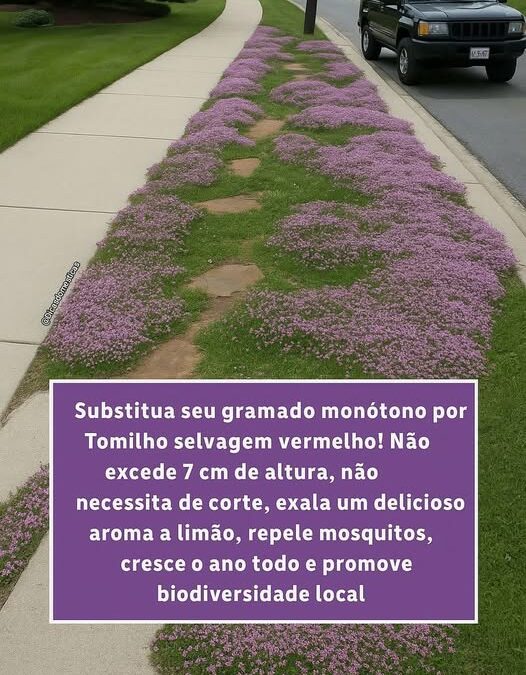 OLHA ESSA IDEIA